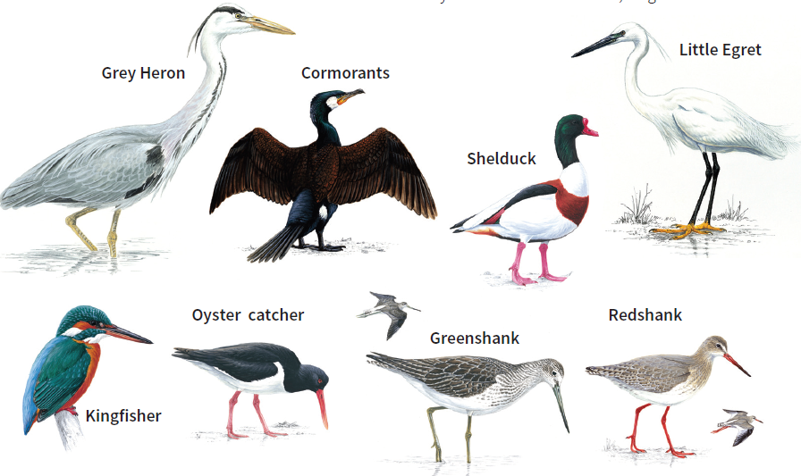 Types of birds seen on the Dart