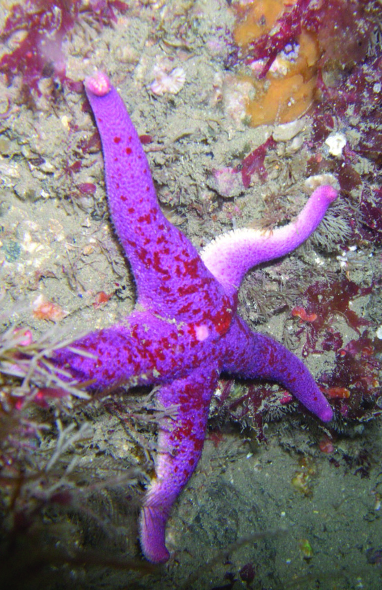 Starfish